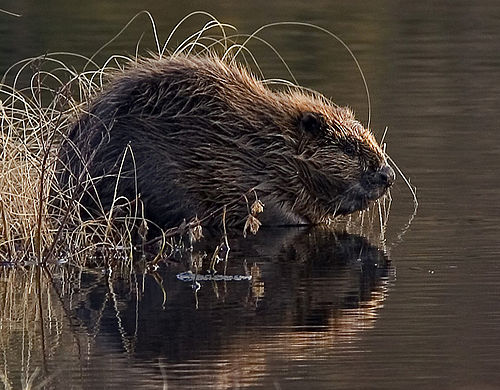 Eurasian beaver